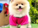 Safkan Pomeranian Boo Yavrularımız