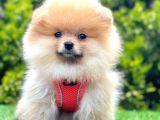 Safkan Pomeranian Boo Yavrularımız
