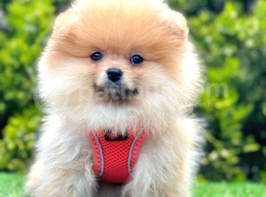 Safkan Pomeranian Boo Yavrularımız görsel
