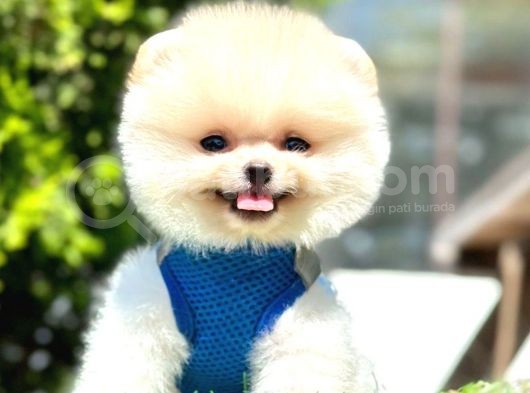 Safkan Pomeranian Boo Yavrularımız