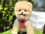 Safkan Pomeranian Boo Yavrularımız