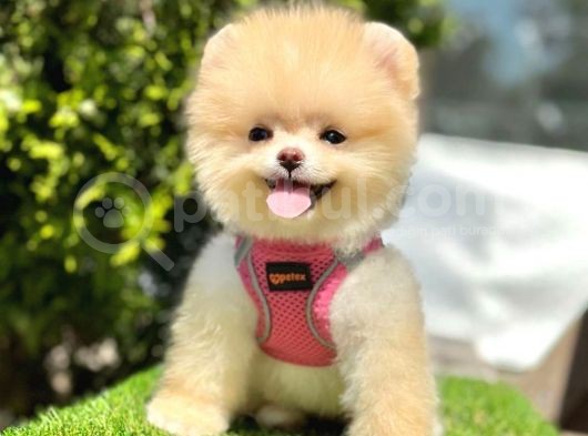 Safkan Pomeranian Boo Yavrularımız görsel