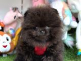 Safkan Pomeranian Boo Yavrularımız