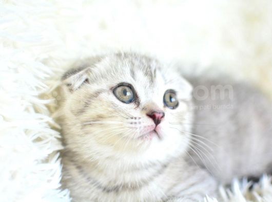Best Klas Ns25 Scottish Fold Yavrumuz görsel