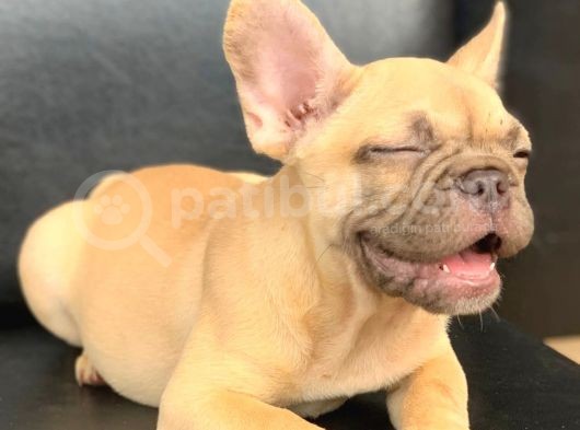 Süper Güzelli̇kte French Bulldog Blue Fawn Di̇şi̇ görsel