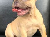 Süper Güzelli̇kte French Bulldog Blue Fawn Di̇şi̇