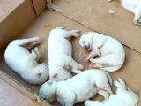 Baba A Scrli Anne Yurt Dışından 1 Aylık Samoyed Yavrusu