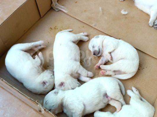 Baba A Scrli Anne Yurt Dışından 1 Aylık Samoyed Yavrusu görsel