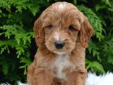 Maltipoo Şekerleri Yeni Yuvasını Arıyor