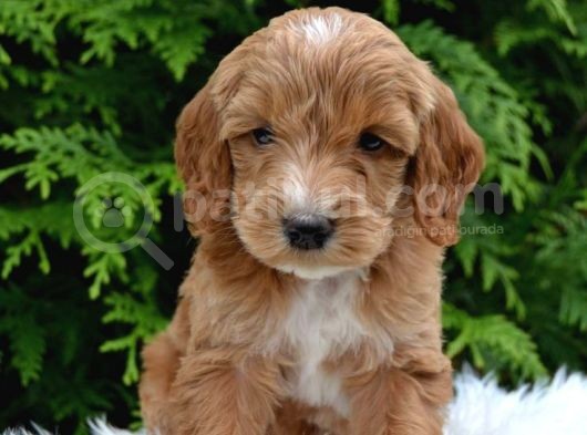Maltipoo Şekerleri Yeni Yuvasını Arıyor