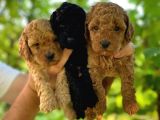 Kıvırcık Kahve Tüyleriyle Dikkat Çeken Toy Poodle Bebekler