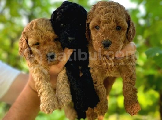 Kıvırcık Kahve Tüyleriyle Dikkat Çeken Toy Poodle Bebekler görsel