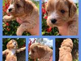 Maltipoo Şekerleri Yeni Yuvasını Arıyor