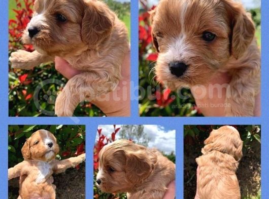 Maltipoo Şekerleri Yeni Yuvasını Arıyor görsel