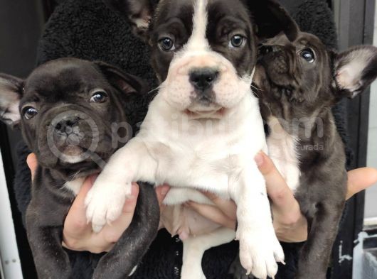 French Buldog Yavrusu
