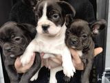French Buldog Yavrusu
