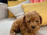 mini boy Toy poodle red oğlumuz