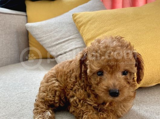 Mini Boy Toy Poodle Red Oğlumuz