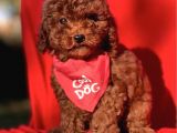 Kivir Kivir Koreni̇n Asi̇l Bebekleri̇ Toy Poodle Yavrular