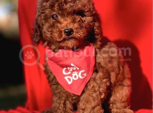 Kivir Kivir Koreni̇n Asi̇l Bebekleri̇ Toy Poodle Yavrular görsel