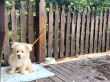 Maltipoo 6 Aylık Tüm Aşıları yapıldı Temel Tuvalet Eğitimi ve Temel İtaat eğitimi Var