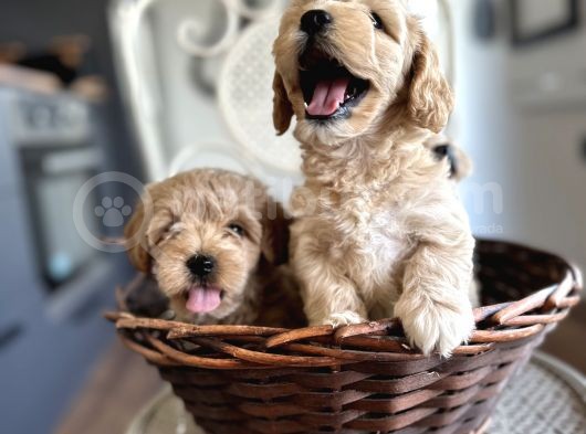 Tüy Dökmeyen Köpek Isteyenlere Maltipo görsel