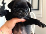 Pug Bebeklerim