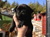Pug bebeklerim