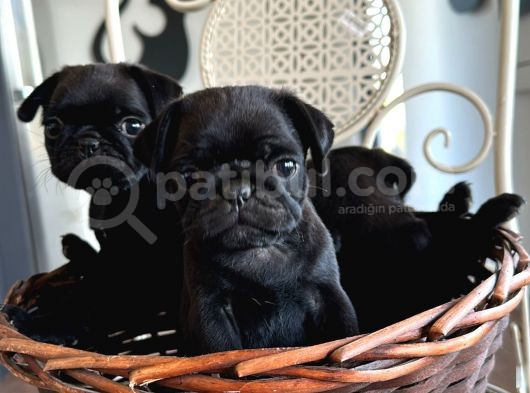 Pug Bebeklerim görsel