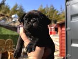 Pug Bebeklerim