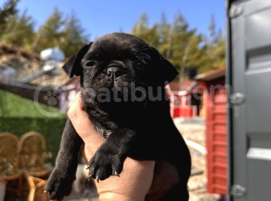 Pug Bebeklerim görsel