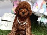 Kivir Kivir Koreni̇n Asi̇l Bebekleri̇ Toy Poodle Yavrular