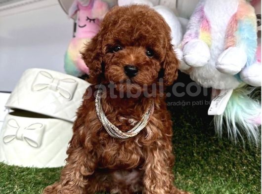 Kivir Kivir Koreni̇n Asi̇l Bebekleri̇ Toy Poodle Yavrular görsel