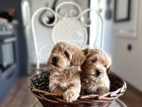 Tüy Dökmeyen Köpek Isteyenlere Maltipo