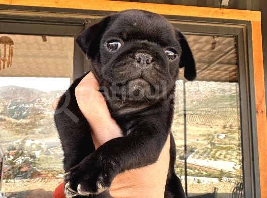 Pug Bebeklerim görsel