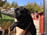 Pug Bebeklerim