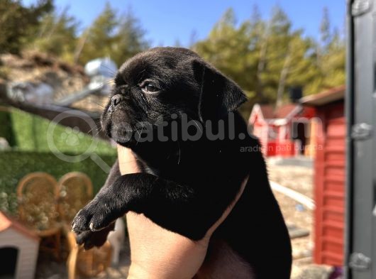 Pug Bebeklerim görsel