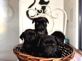 Pug Bebeklerim