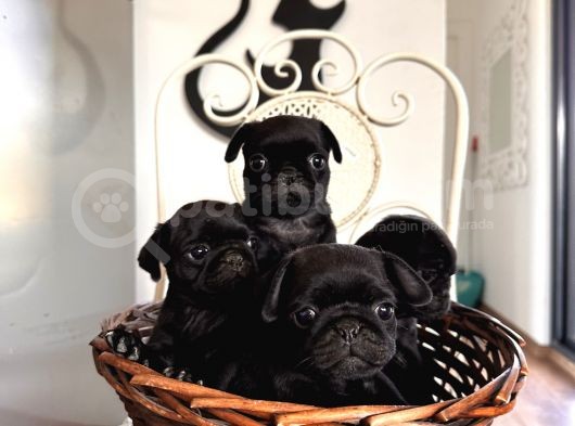 Pug Bebeklerim görsel