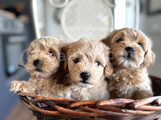 Tüy Dökmeyen Köpek Isteyenlere Maltipo görsel