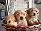 Tüy Dökmeyen Köpek Isteyenlere Maltipo