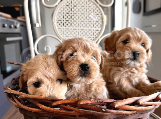Tüy Dökmeyen Köpek Isteyenlere Maltipo görsel
