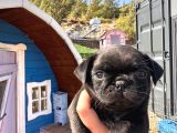 Pug Bebeklerim