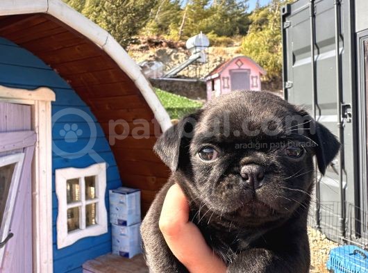 Pug Bebeklerim görsel