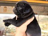 Pug Bebeklerim