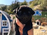 Pug Bebeklerim