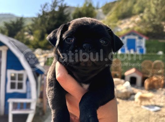 Pug Bebeklerim görsel