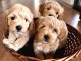 Tüy Dökmeyen Köpek Isteyenlere Maltipo