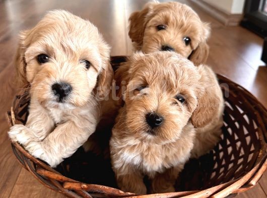 Tüy Dökmeyen Köpek Isteyenlere Maltipo görsel