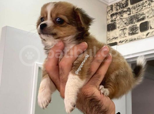 Mini Boy Elma Kafa Prenses görsel